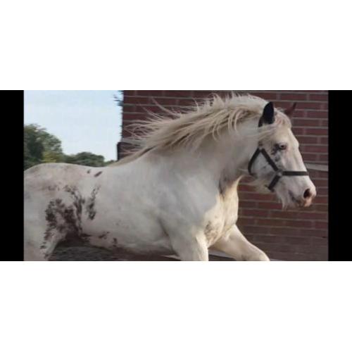tinker merrie's en 2 jaarling hengsten