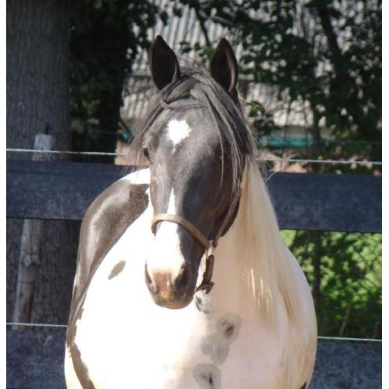 Schitterende HOMOZYGOTE zwart bonte 2 jarige hengst!