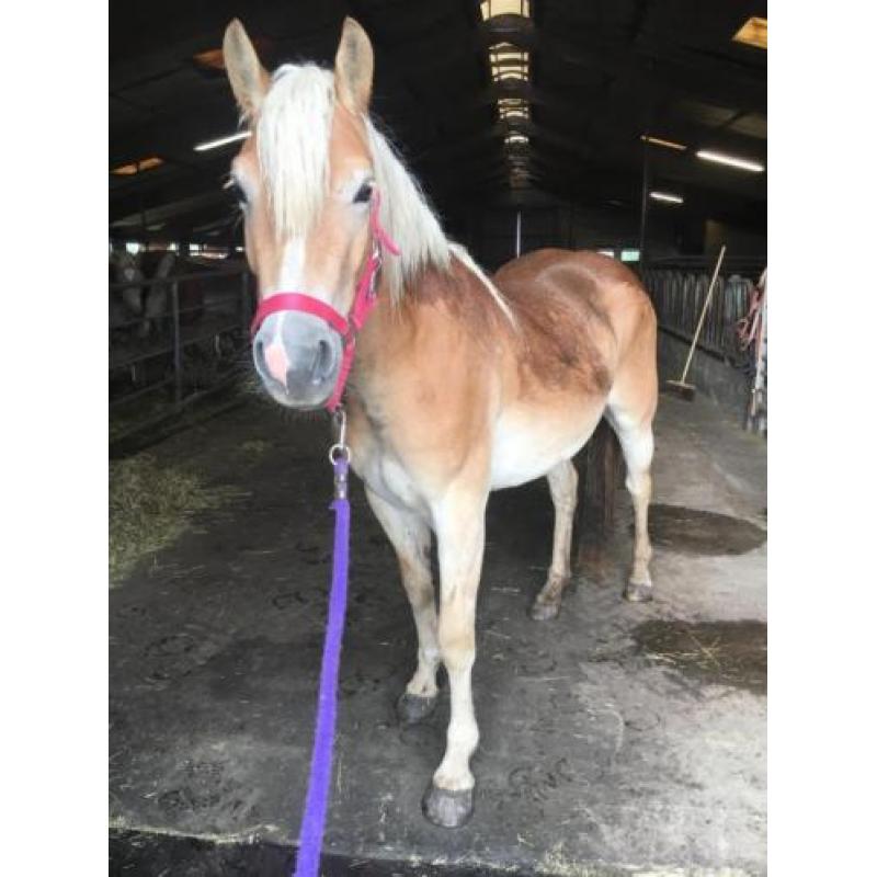 17 Haflingers onbeleerd te koop