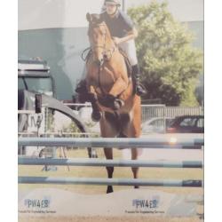 Braaf 6 jarig springpaard
