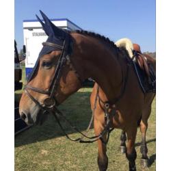 Braaf 6 jarig springpaard