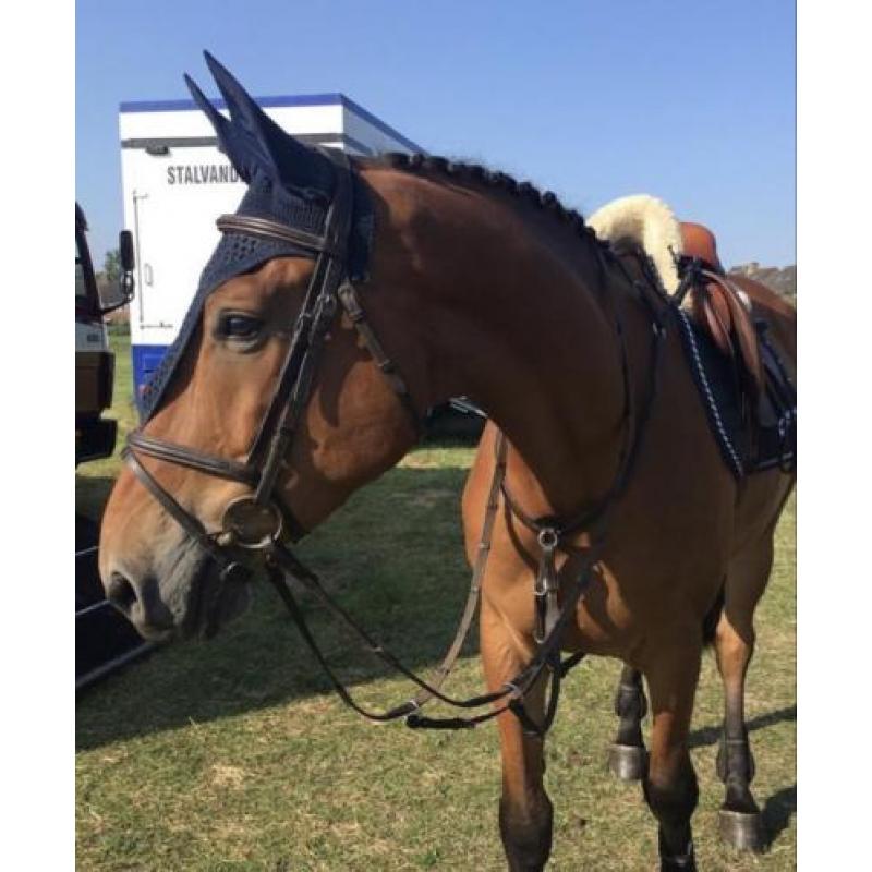 Braaf 6 jarig springpaard