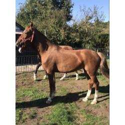 Twee merries te koop