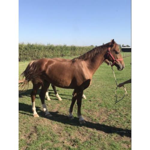 Twee merries te koop