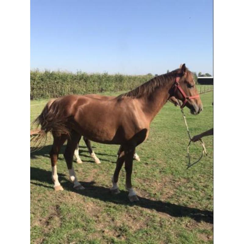 Twee merries te koop