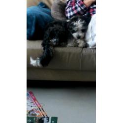 Boomer pups alle op dit moment gereserveerd!