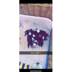 Boomer pups alle op dit moment gereserveerd!