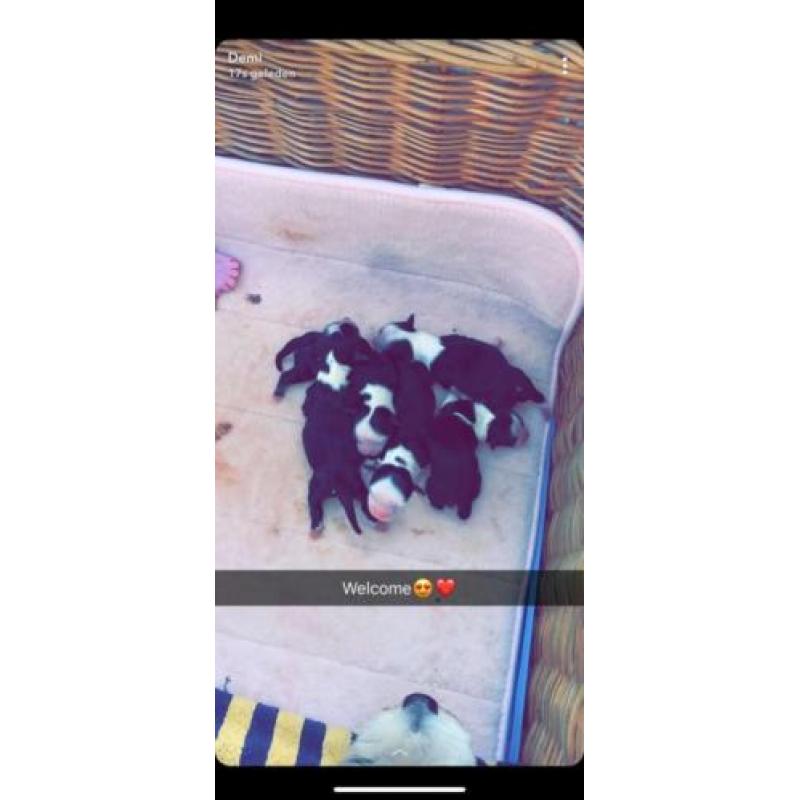 Boomer pups alle op dit moment gereserveerd!