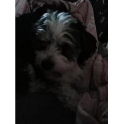 Boomer pups alle op dit moment gereserveerd!