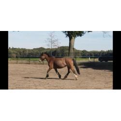tinker merrie's en 2 jaarling hengsten