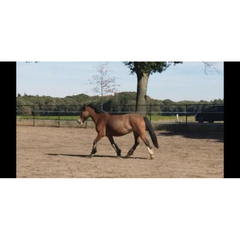 tinker merrie's en 2 jaarling hengsten