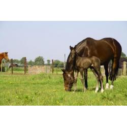 Te koop jonge paarden