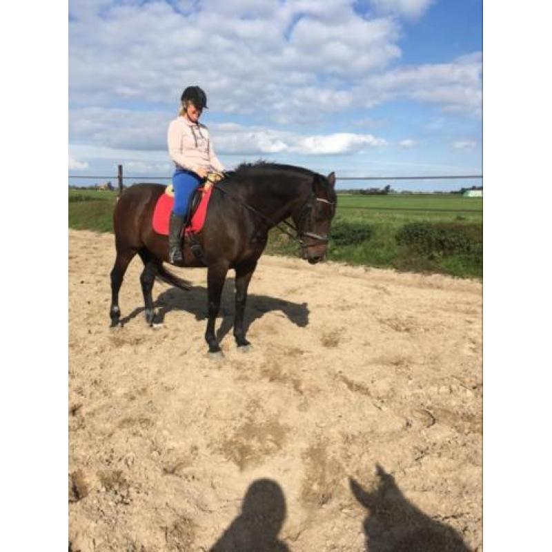 13-jarige mooie nuchtere Kwpn merrie