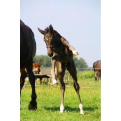 Te koop jonge paarden