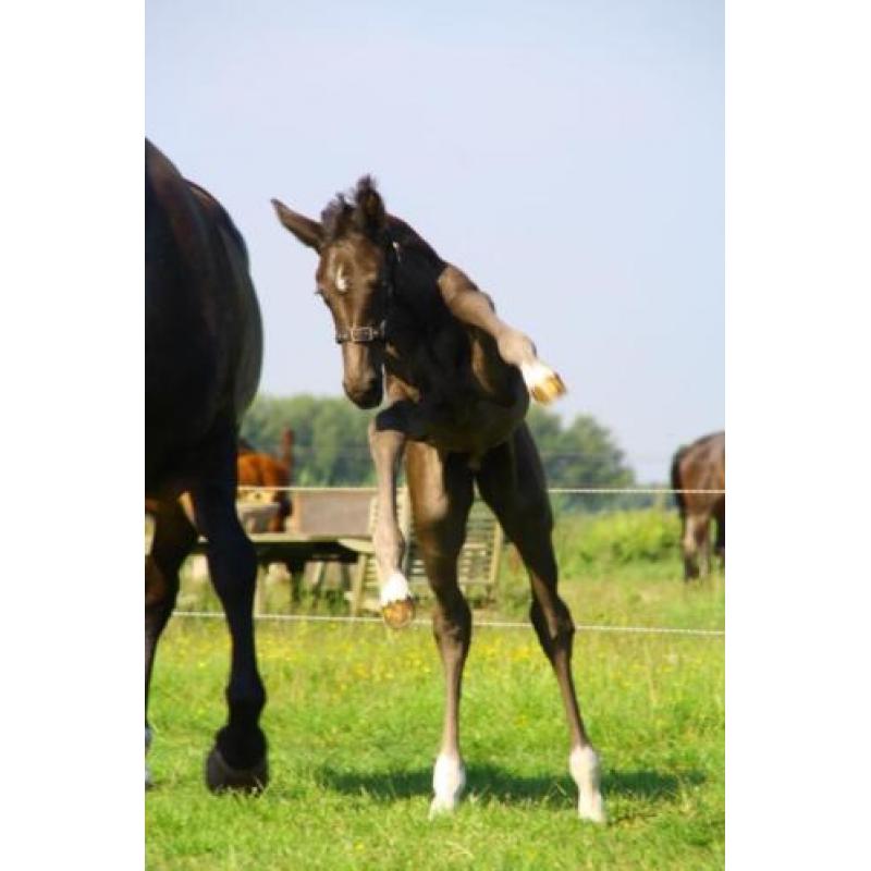 Te koop jonge paarden